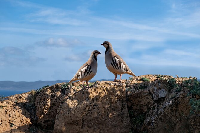 Sounio Half Day Private Tour - Key points to know before you book